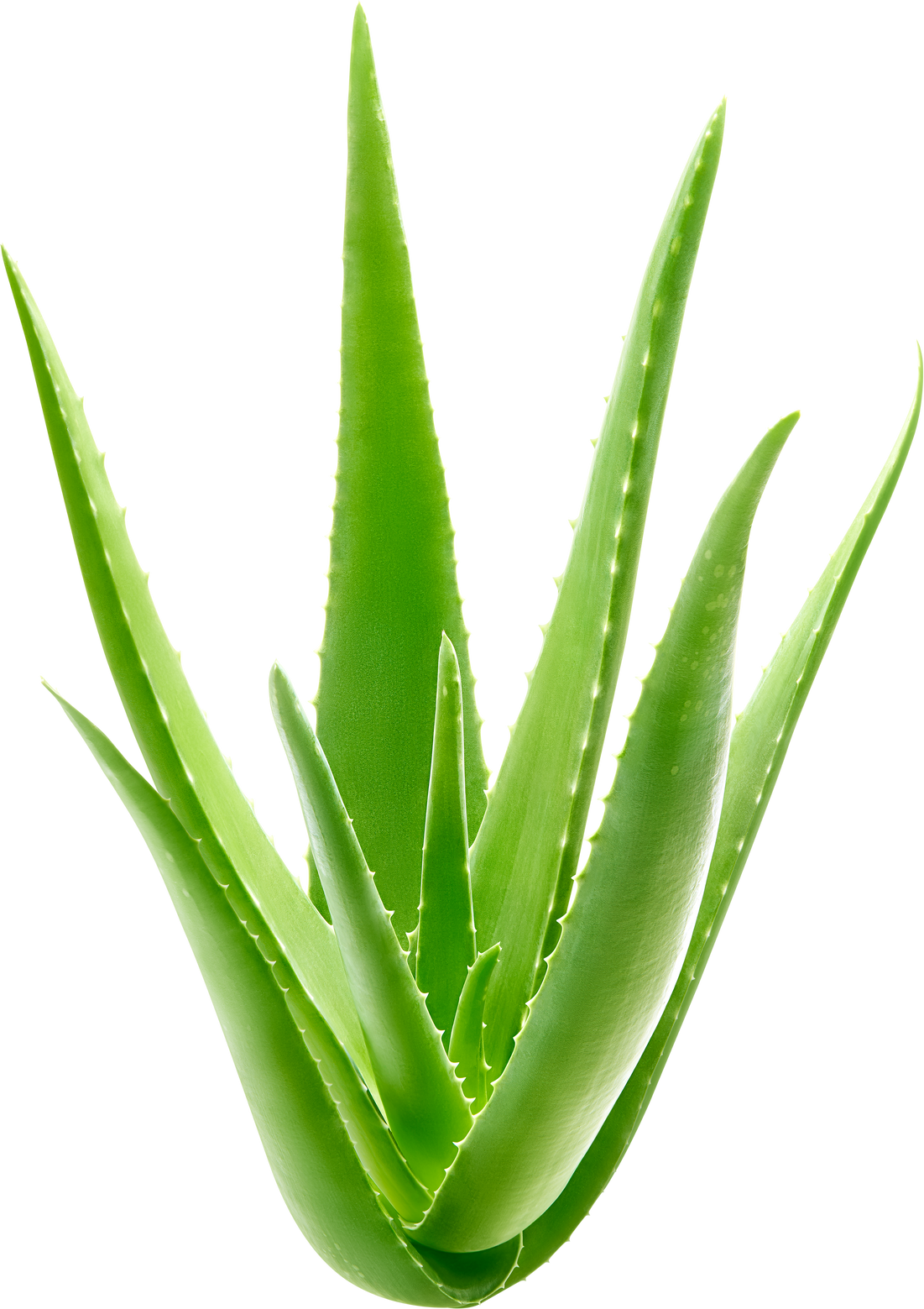 Aloe vera plant